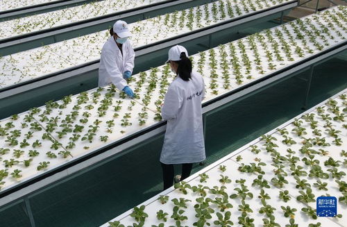 智慧菜園子 生物科技讓蔬菜長在墻上，好吃又時尚