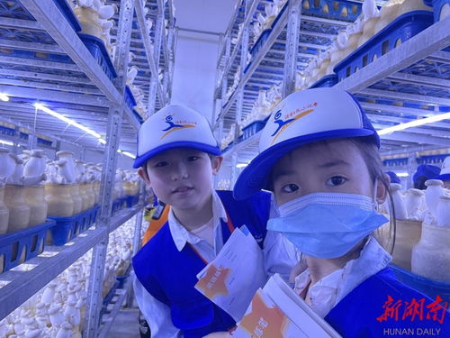 永州湖南日報小記者探訪杏鮑菇成長奧秘，感受生物科技魅力